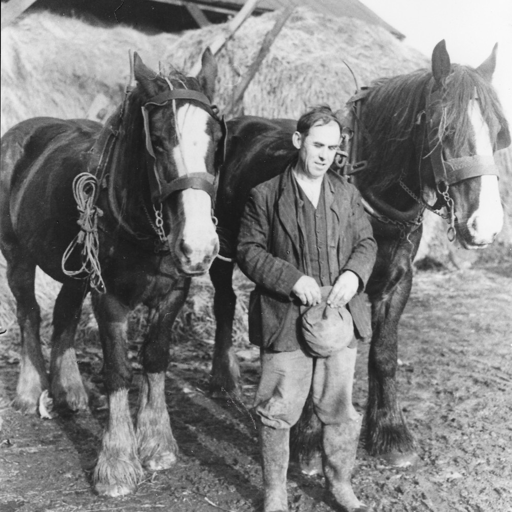 Blue Coat horses